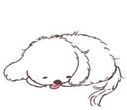 My sweet bichon frise sticker #15658956