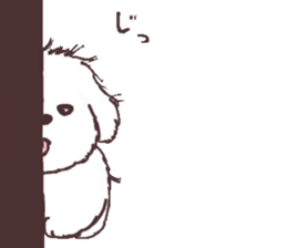 My sweet bichon frise sticker #15658957