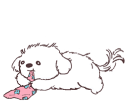 My sweet bichon frise sticker #15658958