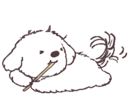 My sweet bichon frise sticker #15658959