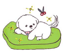 My sweet bichon frise sticker #15658967