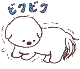My sweet bichon frise sticker #15658971