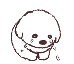 My sweet bichon frise sticker #15658974