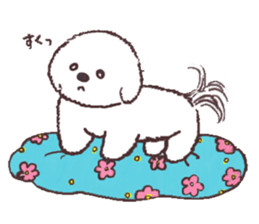 My sweet bichon frise sticker #15658975