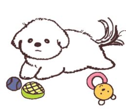 My sweet bichon frise sticker #15658978