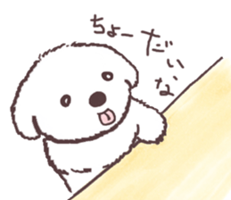 My sweet bichon frise sticker #15658979