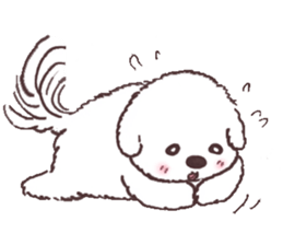 My sweet bichon frise sticker #15658980