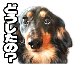 dog06910 sticker #15659877