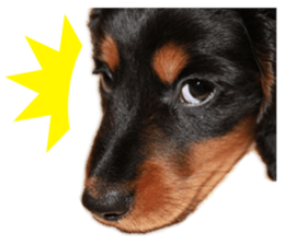 dog06910 sticker #15659879