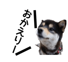 Japanese dog Black Shiba Inu KOKO sticker #15661738