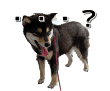 Japanese dog Black Shiba Inu KOKO sticker #15661739