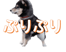 Japanese dog Black Shiba Inu KOKO sticker #15661740