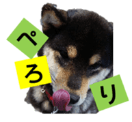 Japanese dog Black Shiba Inu KOKO sticker #15661741