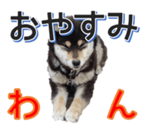Japanese dog Black Shiba Inu KOKO sticker #15661742