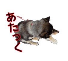 Japanese dog Black Shiba Inu KOKO sticker #15661743