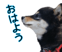 Japanese dog Black Shiba Inu KOKO sticker #15661744