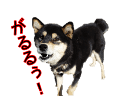 Japanese dog Black Shiba Inu KOKO sticker #15661745