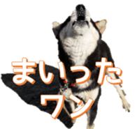 Japanese dog Black Shiba Inu KOKO sticker #15661746