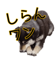 Japanese dog Black Shiba Inu KOKO sticker #15661747
