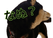 Japanese dog Black Shiba Inu KOKO sticker #15661748