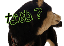 Japanese dog Black Shiba Inu KOKO sticker #15661748