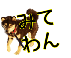 Japanese dog Black Shiba Inu KOKO sticker #15661749