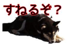 Japanese dog Black Shiba Inu KOKO sticker #15661750