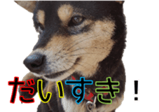 Japanese dog Black Shiba Inu KOKO sticker #15661751