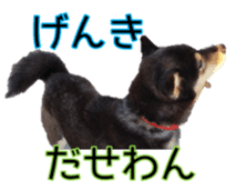 Japanese dog Black Shiba Inu KOKO sticker #15661752