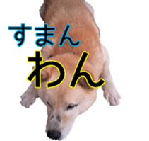 Japanese dog Black Shiba Inu KOKO sticker #15661753