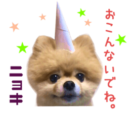 Real DOG Pomeranian -BOO-2 sticker #15662514