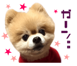 Real DOG Pomeranian -BOO-2 sticker #15662515