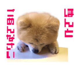 Real DOG Pomeranian -BOO-2 sticker #15662516