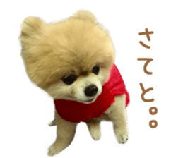 Real DOG Pomeranian -BOO-2 sticker #15662517