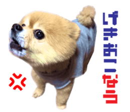 Real DOG Pomeranian -BOO-2 sticker #15662518