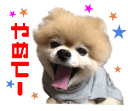 Real DOG Pomeranian -BOO-2 sticker #15662519