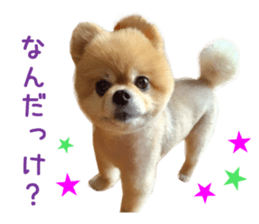 Real DOG Pomeranian -BOO-2 sticker #15662520