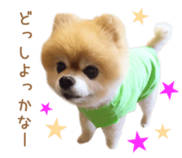 Real DOG Pomeranian -BOO-2 sticker #15662521