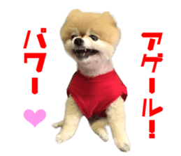 Real DOG Pomeranian -BOO-2 sticker #15662522