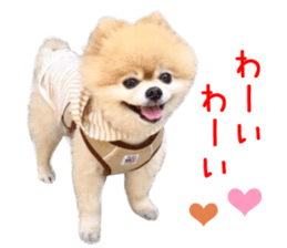 Real DOG Pomeranian -BOO-2 sticker #15662523