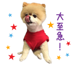 Real DOG Pomeranian -BOO-2 sticker #15662524