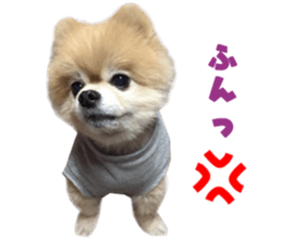 Real DOG Pomeranian -BOO-2 sticker #15662525