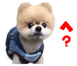 Real DOG Pomeranian -BOO-2 sticker #15662526