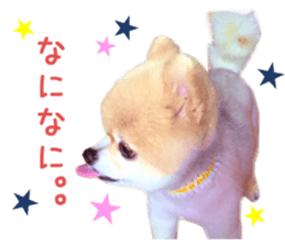 Real DOG Pomeranian -BOO-2 sticker #15662527