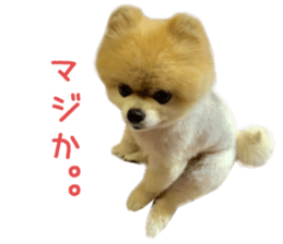 Real DOG Pomeranian -BOO-2 sticker #15662528