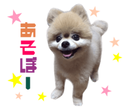 Real DOG Pomeranian -BOO-2 sticker #15662529