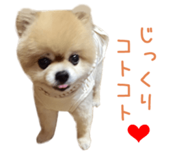 Real DOG Pomeranian -BOO-2 sticker #15662530