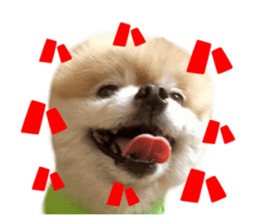 Real DOG Pomeranian -BOO-2 sticker #15662531