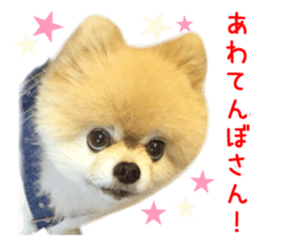 Real DOG Pomeranian -BOO-2 sticker #15662532