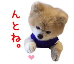 Real DOG Pomeranian -BOO-2 sticker #15662533